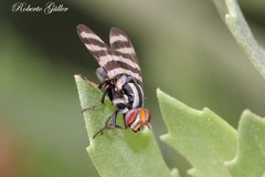 Pterotaenia fasciata