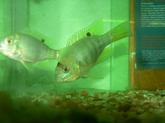 Tilapia sparrmanii