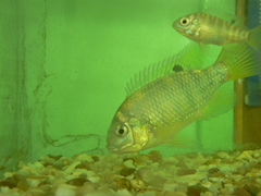 Tilapia sparrmanii