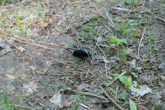 Meloe proscarabaeus