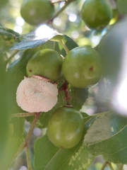 Coniodictyum chevalieri