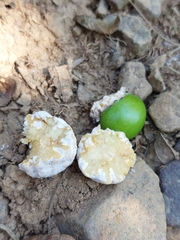 Coniodictyum chevalieri