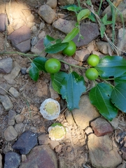 Coniodictyum chevalieri