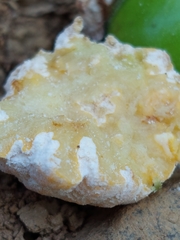 Coniodictyum chevalieri