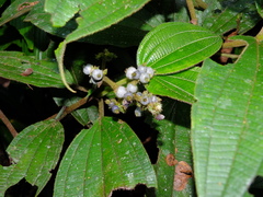Miconia bracteata