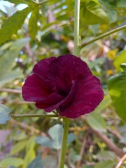 Hibiscus radiatus