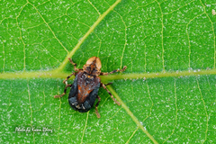 Anhedobia capucina