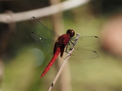 Erythemis mithroides