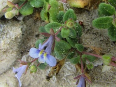 Lobelia boivinii