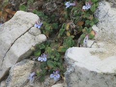 Lobelia boivinii