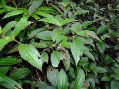 Miconia bracteata