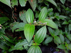 Miconia bracteata