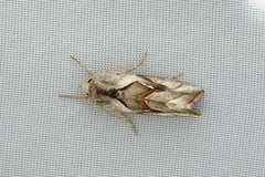Macdunnoughia purissima