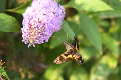 Macroglossum pyrrhostictum