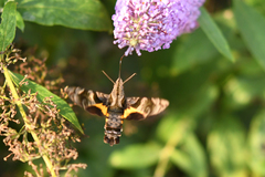 Macroglossum pyrrhostictum