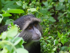 Cercopithecus mitis manyaraensis