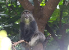 Cercopithecus mitis manyaraensis