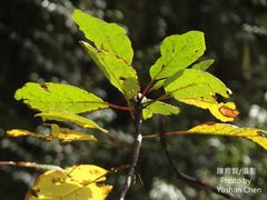 Sassafras randaiense