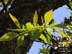 Sassafras randaiense