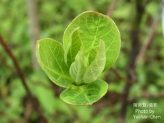 Sassafras randaiense