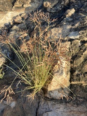 Bulbostylis burchellii