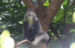 Cercopithecus mitis manyaraensis