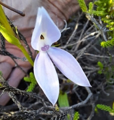 Brownleea macroceras