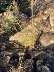 Bulbostylis burchellii