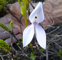 Brownleea macroceras