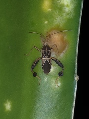 Leptoglossus talamancanus