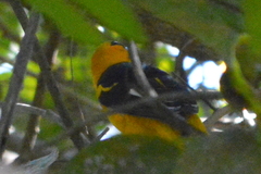 Icterus pectoralis