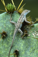 Holbrookia propinqua