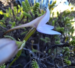 Brownleea macroceras