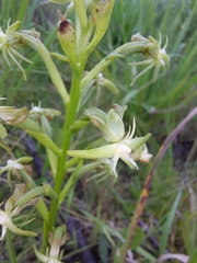 Habenaria humilior