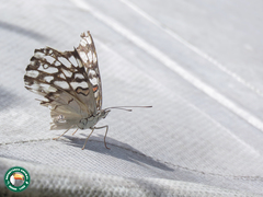 Hamadryas feronia
