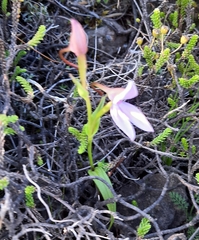 Brownleea macroceras