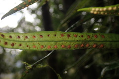 Lemmaphyllum rostratum