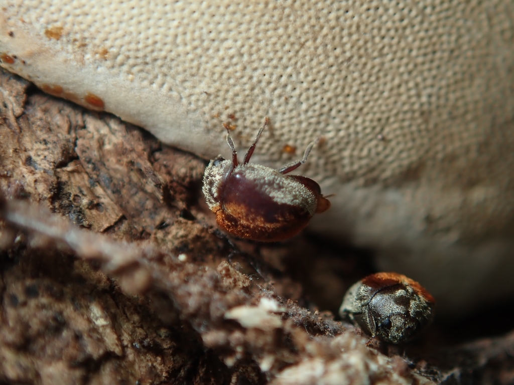 Mizodorcatoma pulcherrima