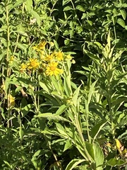 Verbesina subcordata