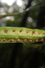 Lemmaphyllum rostratum