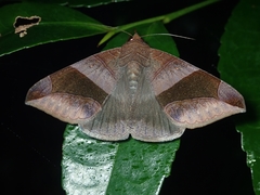 Bastilla maturata