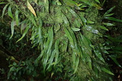 Lemmaphyllum rostratum