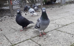Columba livia domestica