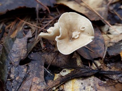 Clitocybe phyllophila