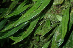 Lemmaphyllum rostratum