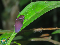 Chalcolepidius virens