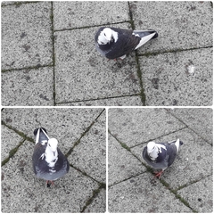 Columba livia domestica