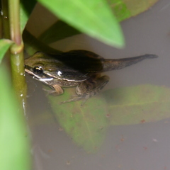 Leptodactylus gracilis