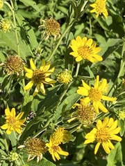 Verbesina subcordata