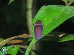 Chalcolepidius virens